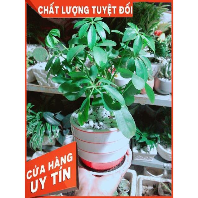 Chậu Ngũ Gia Bì