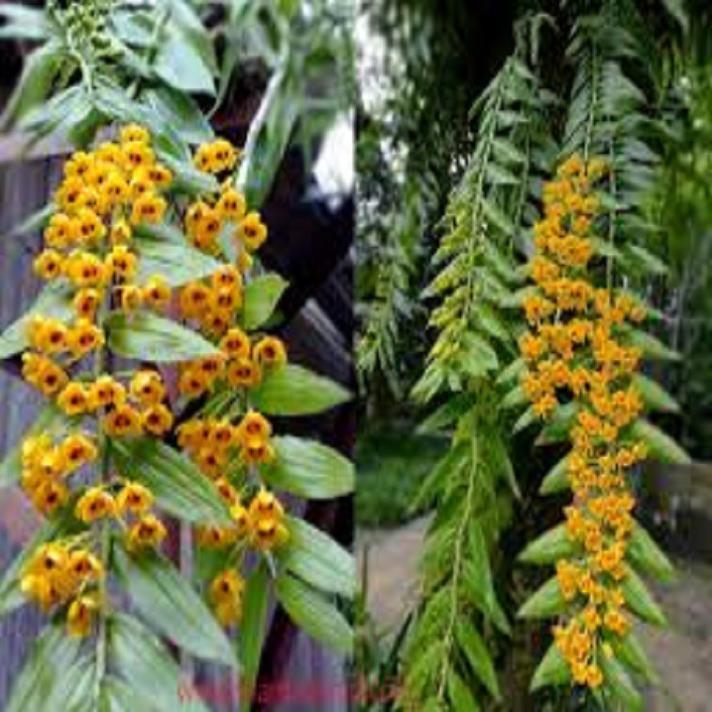 1 bảng  lan phi điệp vàng rừng tây bắc hàng thuần siêu to, hoa siêu đẹp
