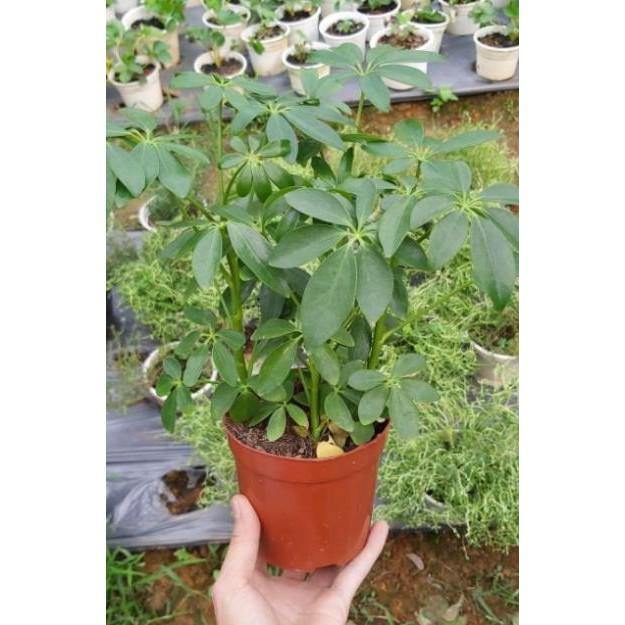 Chậu cây ngũ gia bì để bàn