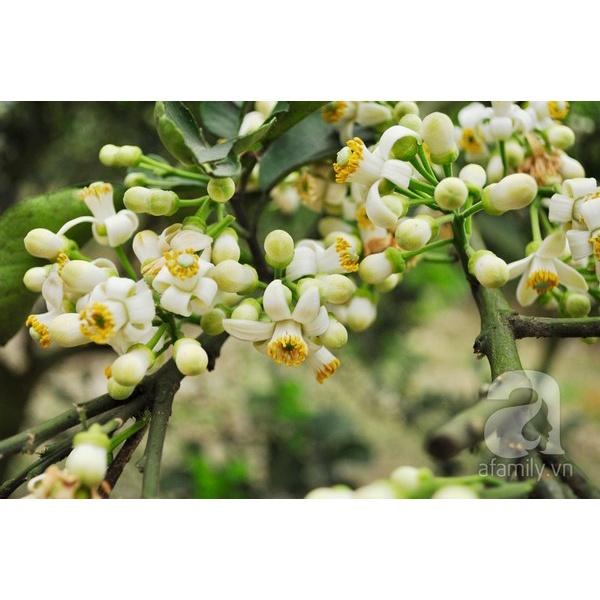 Bung rễ 100g, Siêu Lân, ra rễ cực mạnh, mở lá, bật chồi, phục hồi sinh trưởng, giải độc hữu cơ
