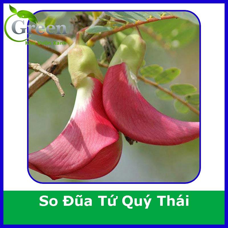 Hạt Giống Cây So Đũa Tứ Quý Thái Bông Đỏ
