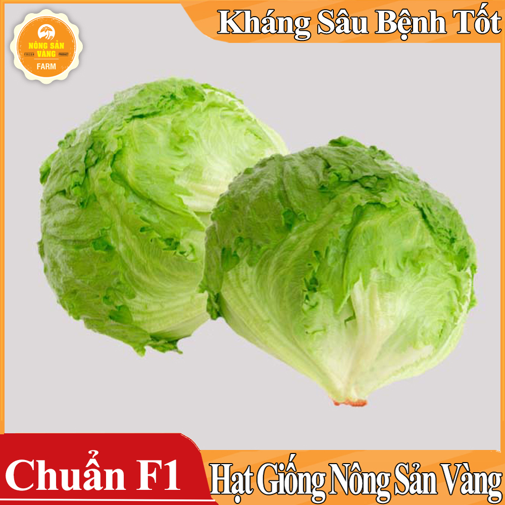 Hạt giống Xà Lách Mỹ Minetto - Nông Sản Vàng