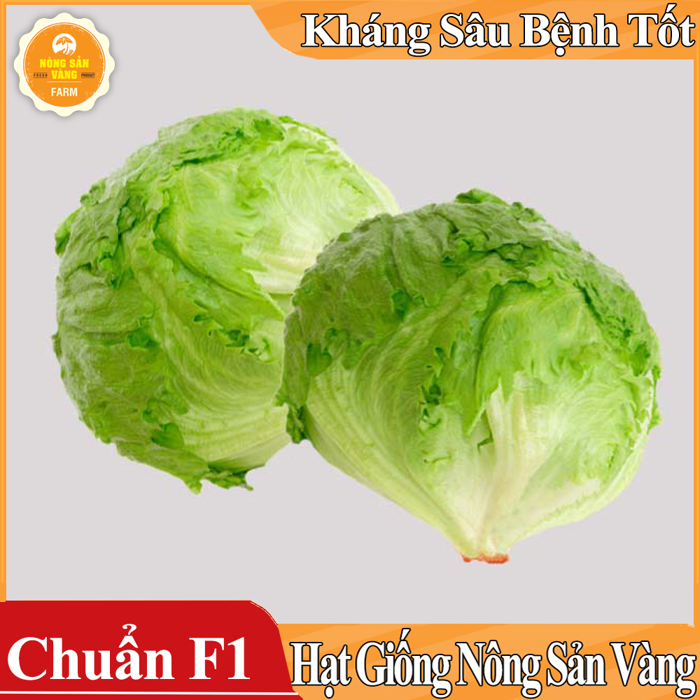 Hạt giống Xà Lách Mỹ Minetto ( Gói 2 Gram ) - Nông Sản Vàng