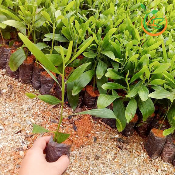 500 gram hạt giống Keo Lai trồng rừng