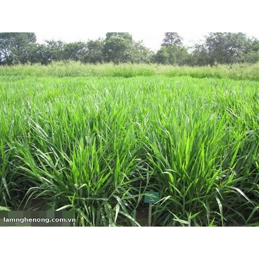 Hạt Giống Cỏ Chịu Ngập Ubon Paspalum - gói 1kg - Hạt Cỏ Năng Suất, Siêu Dinh Dưỡng cho Chăn Nuôi Bò, Dê, Cừu, Thỏ,...