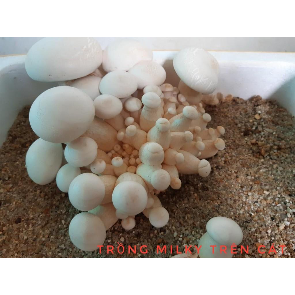 Combo 6 phôi nấm Milky trồng tại nhà