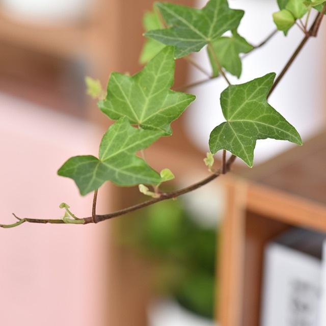 CÂY DÂY LEO THƯỜNG XUÂN - cây giống