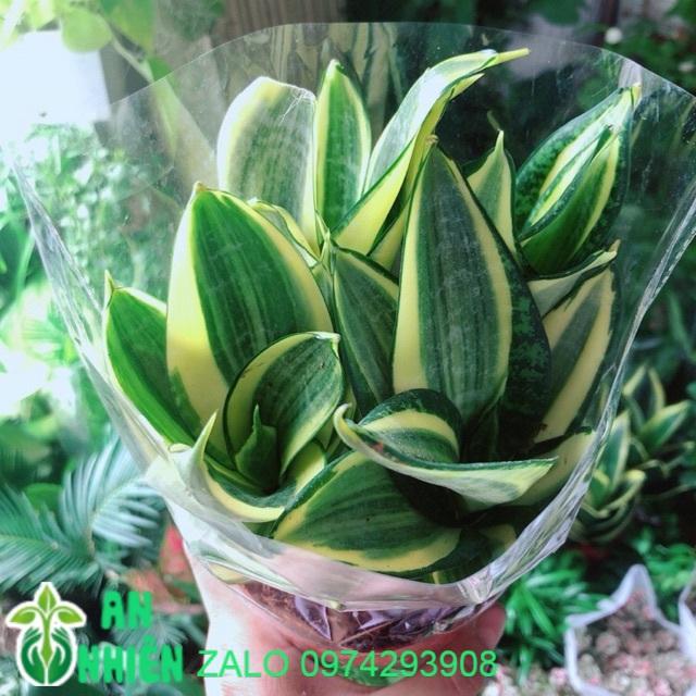 Lưỡi Hổ Thái Vàng