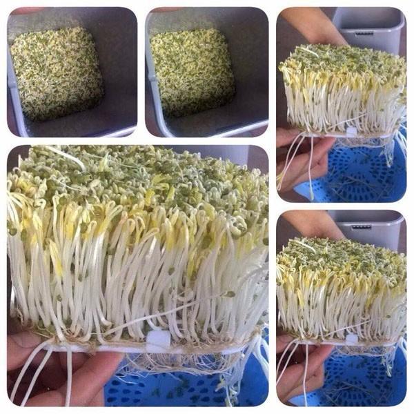 Máy Làm Rau Giá Sạch Đa Năng Phiên Bản Tự Động Đt-103 - Hàng Chất Lượng