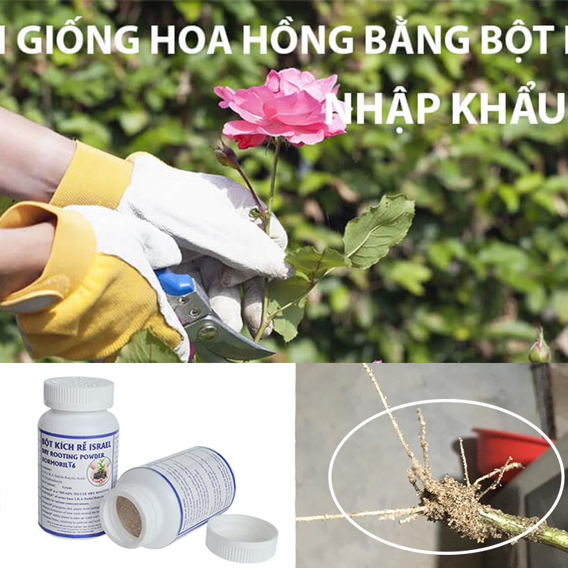 Tự Giâm Chiết Hoa Hồng tại nhà bằng Bột Kích rễ có trị nấm bệnh nhập khẩu Israel dành cho cây thân gỗ hiệu quả và sát khuẩn vết cắt