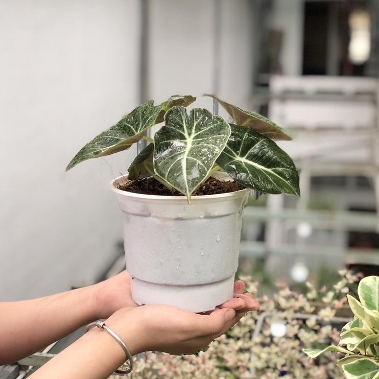 Cây Môn Nhung Đen để bàn - Cây Alocasia Black Velvet