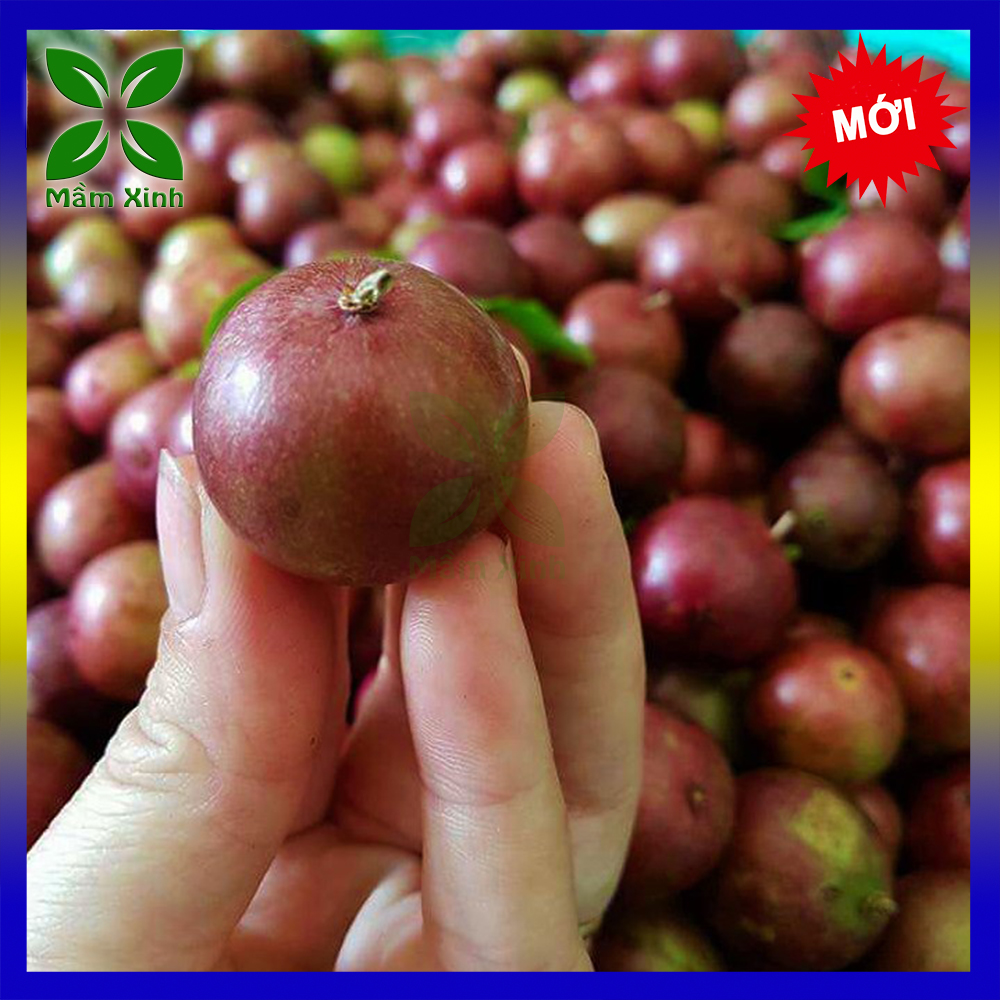 Cây Hồng Quân Giống, Cây Giống Hồng Quân