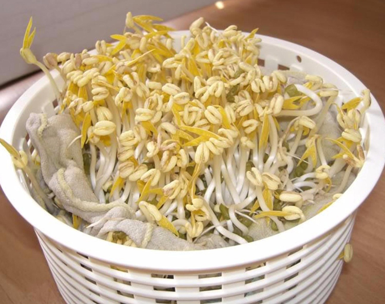 Hạt Giống Mầm Giá Đậu Xanh Phú Nông