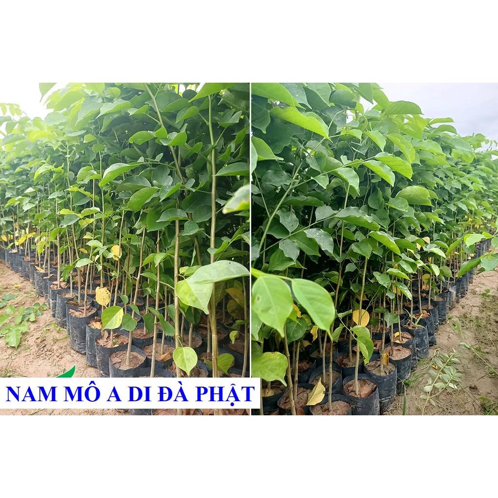 1 KG HẠT GIỐNG CÂY SÒ ĐO CAM - HẠT ĐẸP TUYỂN CHỌN BAO NẢY MẦM. .(