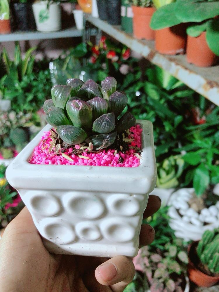 Chậu Cây Kim Cương  Màu Tím