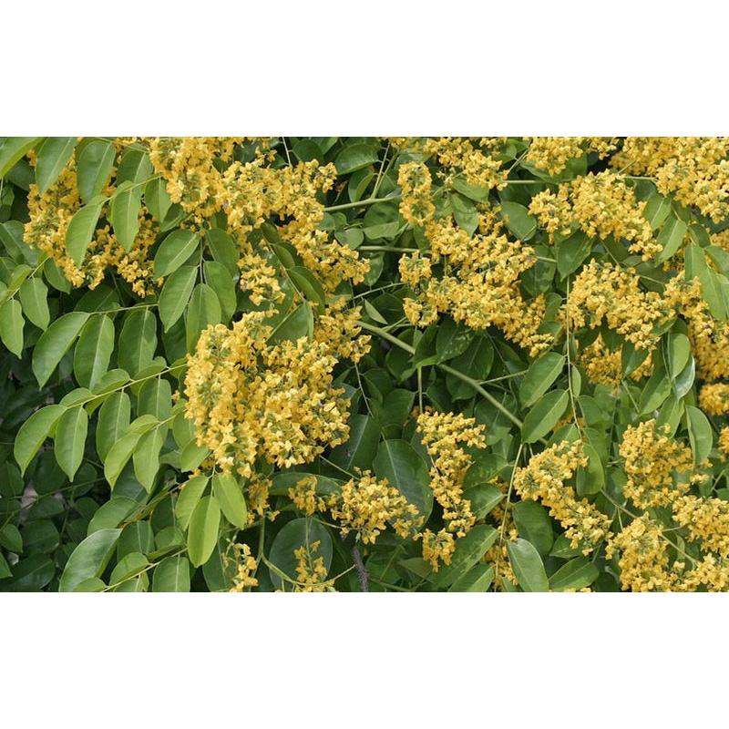 1 KG HẠT GIỐNG CÂY GIÁNG HƯƠNG tuyển chọn bao nảy mầm