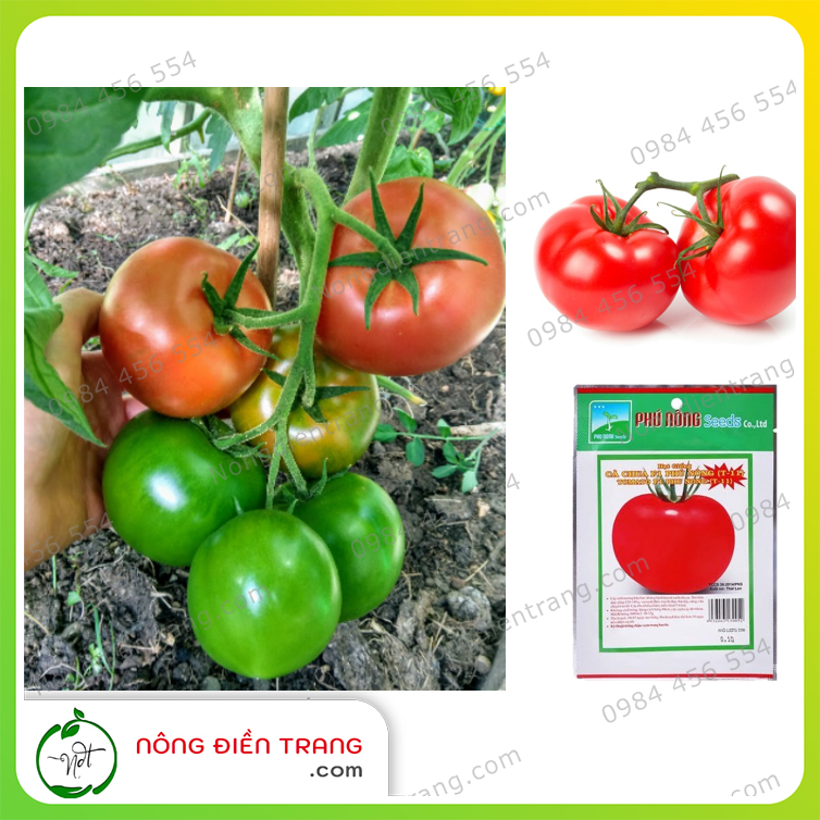Hạt giống cà chua F1 chịu nhiệt Phú Nông - Gói 0.1g - Trái đỏ tròn, năng suất cao, kháng bệnh tốt VTNN Nông Điền Trang