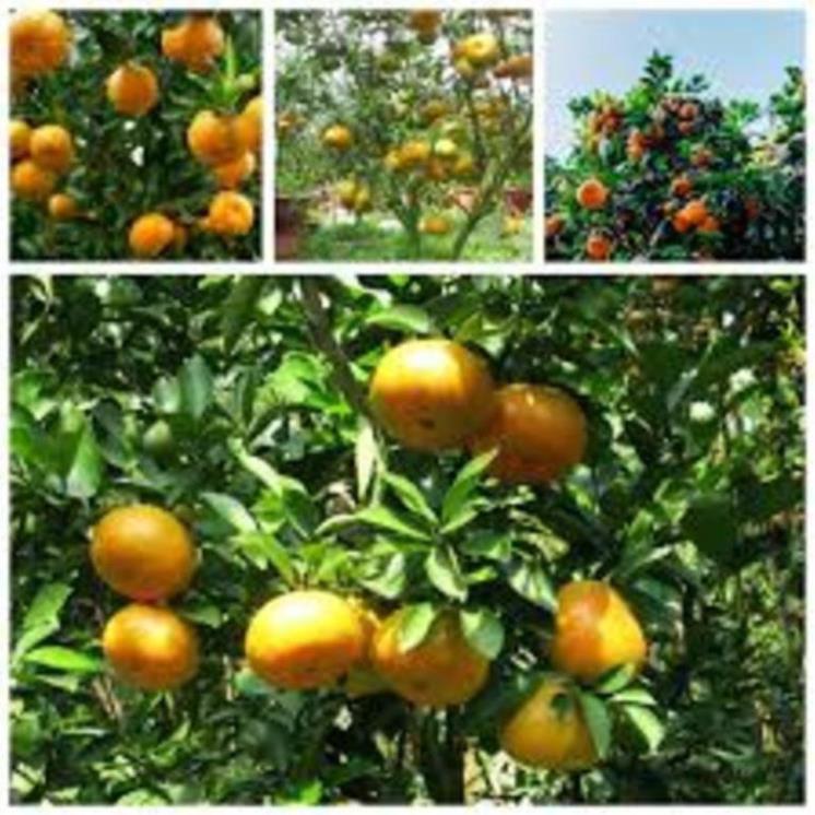 Cây giống quýt đường miền nam cây giống chuẩn F1 cho năng suất cao