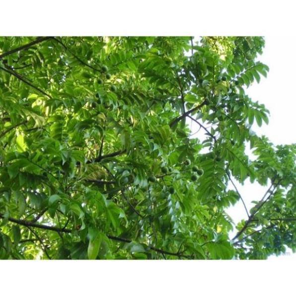 CÂY GIỐNG SẤU CHÙM