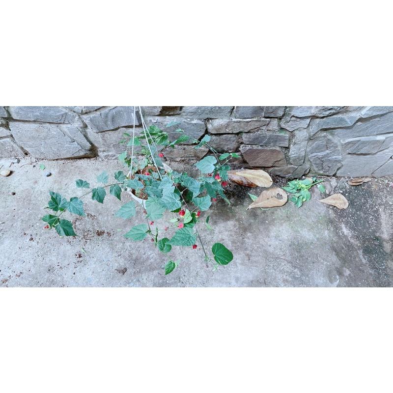 Chậu Hoa Lồng Đèn