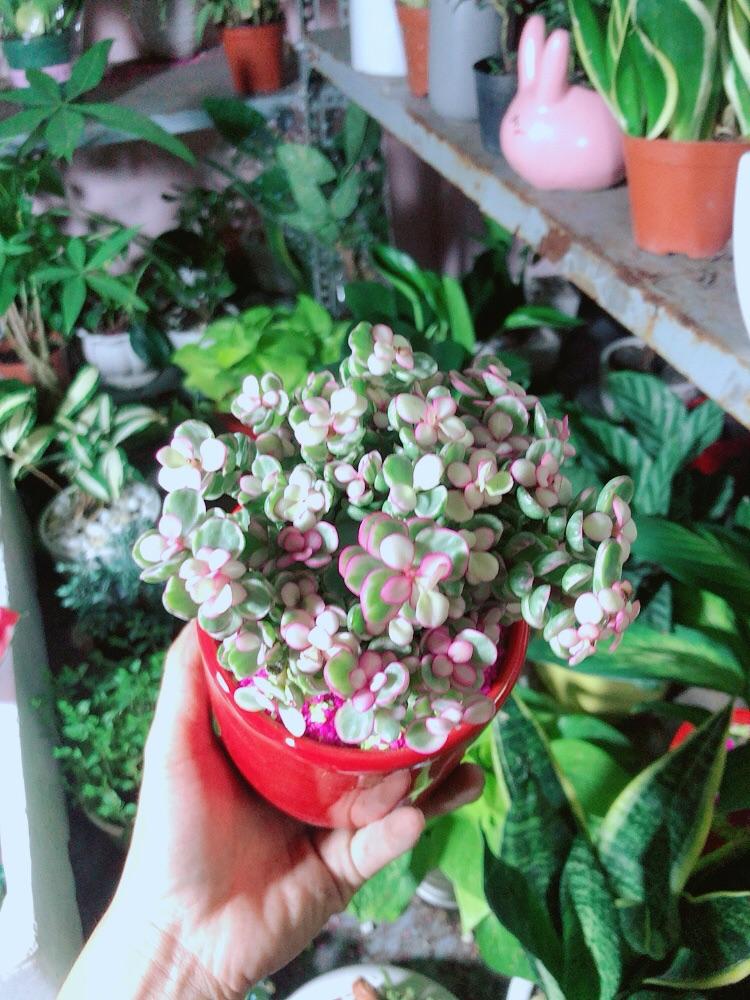 Chậu Cây Cành Vàng Lá Ngọc