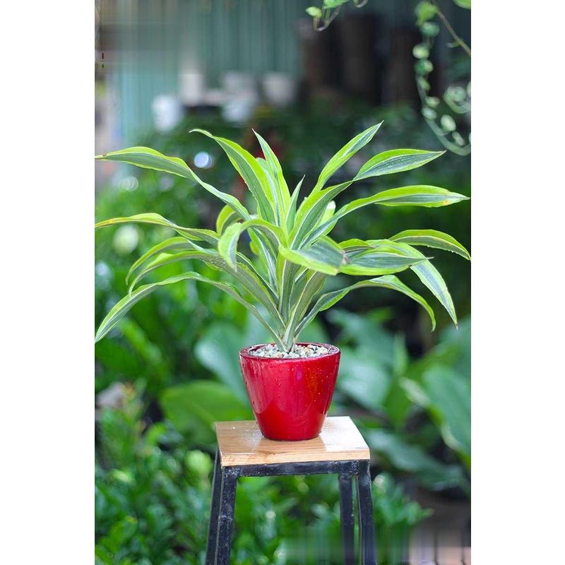 CHẬU CÂY PHÁT TÀI NAM MỸ