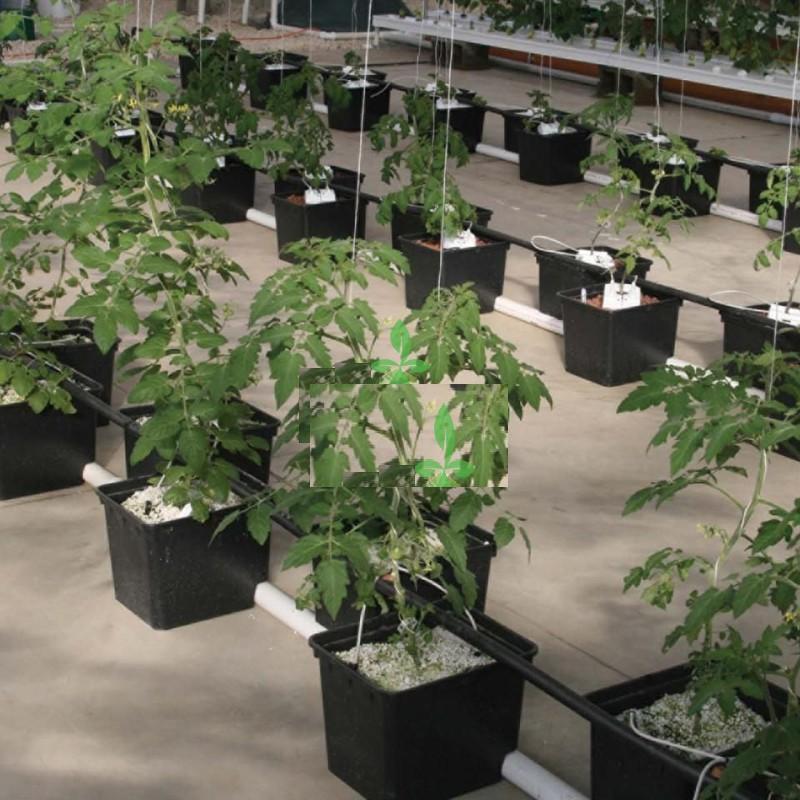 Đá Trân Châu Trồng Cây_ 100gr