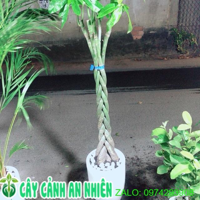 Chậu Cây Kim Ngân Lớn