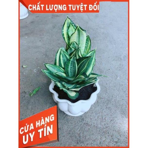 Chậu Lưỡi Hổ Thái
