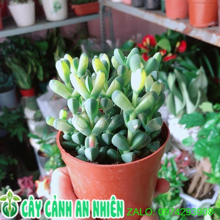 Sen Đá Tim Hàng Đẹp