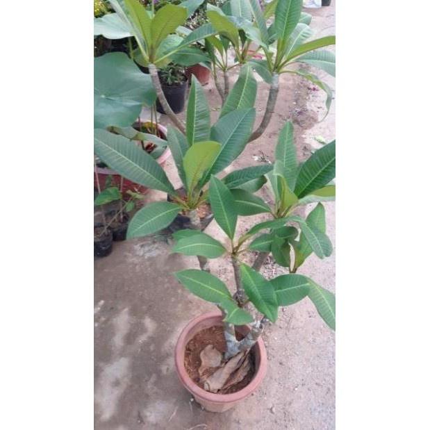 Cây giống HOA SỨ ĐẠI TRẮNG