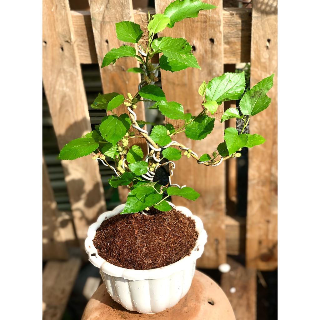 Chậu Bonsai cây dâu tằm