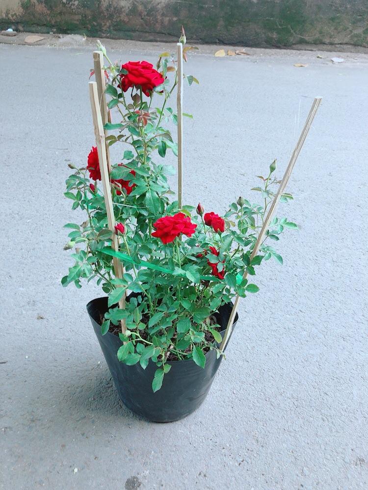 Bụi Hoa Hồng Siêu Nụ