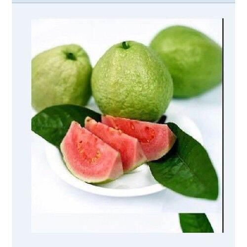 CÂY GIỐNG ỔI SÁ LỊ SIÊU SỚM