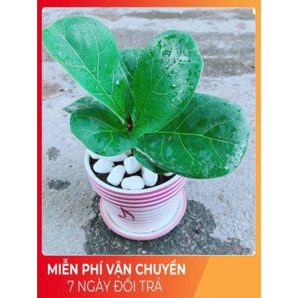 Chậu Bàng Singapore