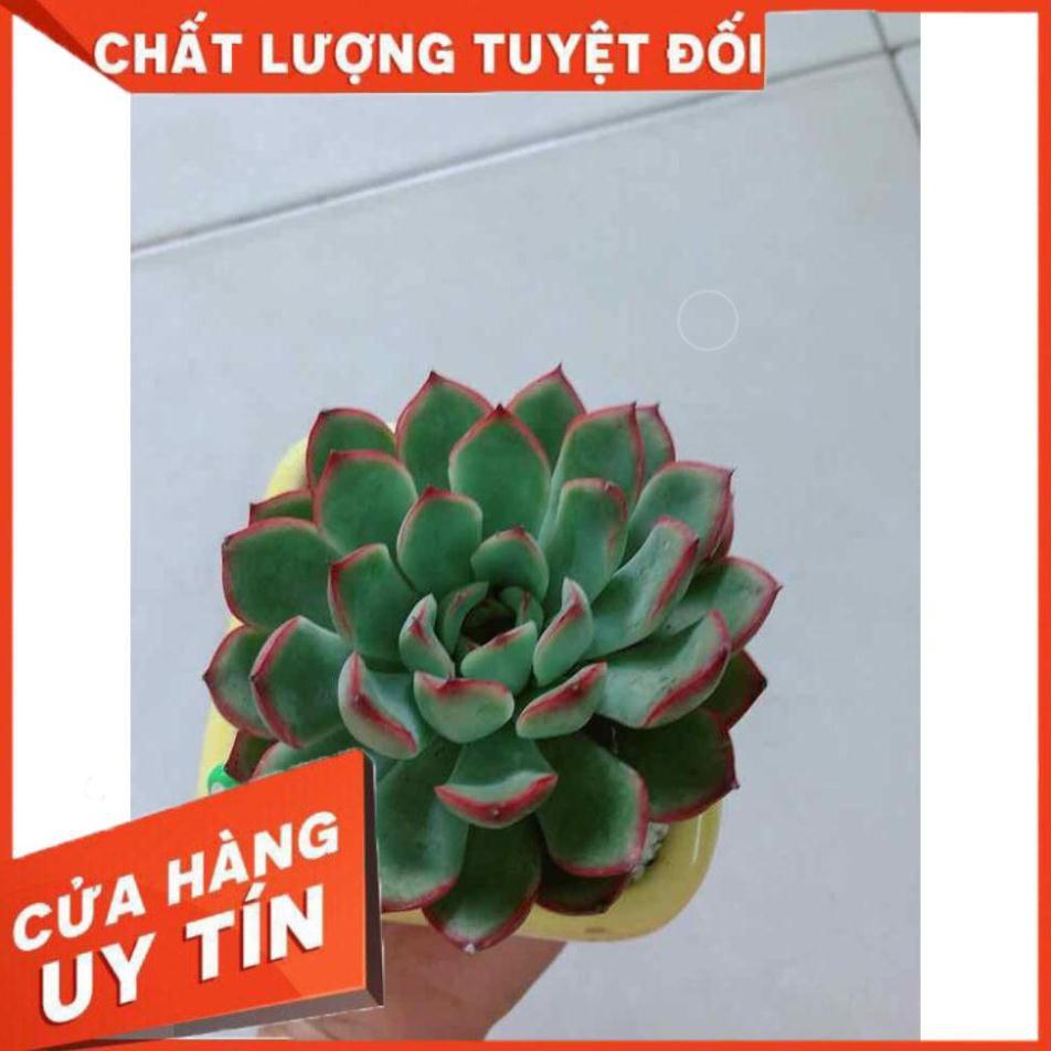 Chậu cây sen đá Nhiều Người Mua
