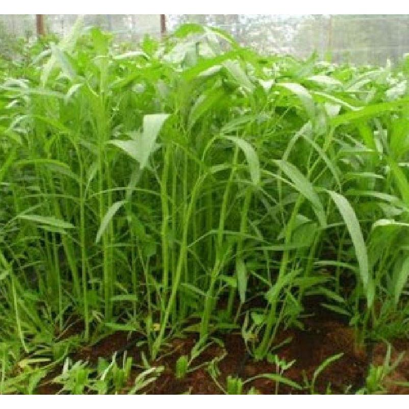 Hạt Giống rau muống lá tre - AgriBamboo 666