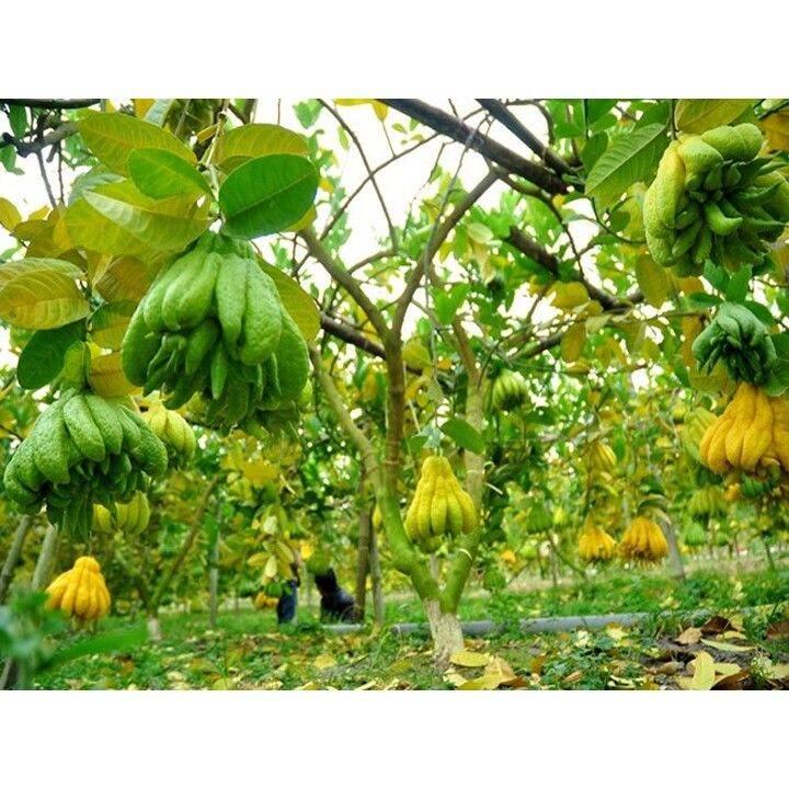 CÂY GIỐNG PHẬT THỦ SIÊU TRÁI