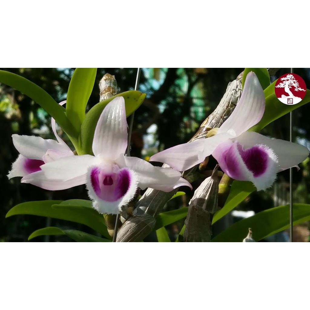 Combo 2 cây giả hạc cúc phương siêu khỏe