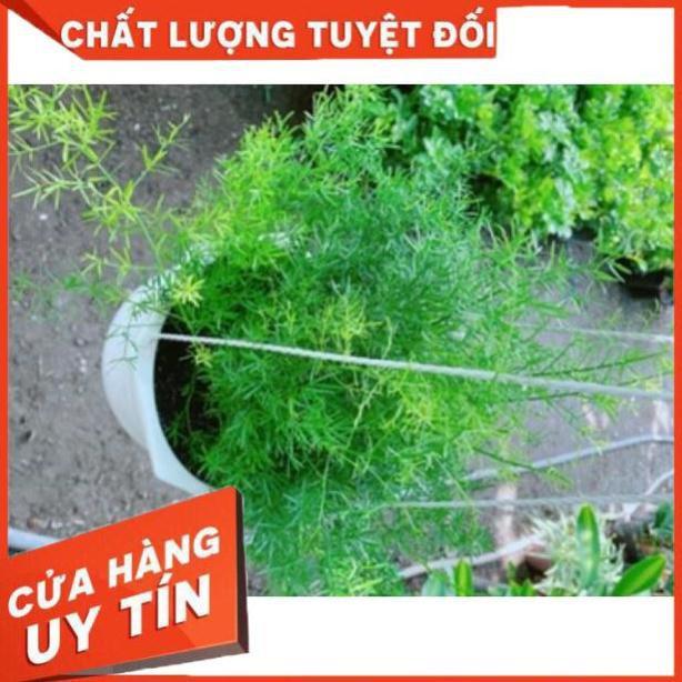 Cây thiên môn đông chậu treo to đẹp