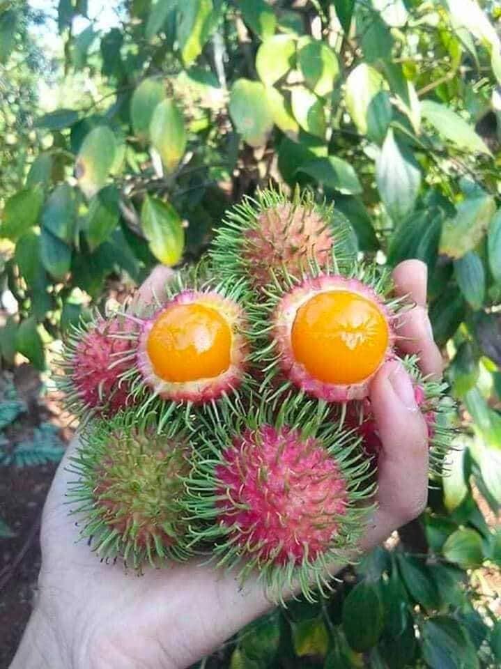 CÂY GIỐNG CHÔM CHÔM THÁI LÙN RUỘT VÀNG