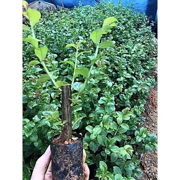 Cây hoa tường vi giống khoẻ mạnh dễ trồng và chăm sóc.