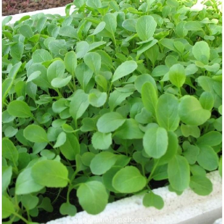 Hạt giống rau cải ăn non baby - Gói 1kg