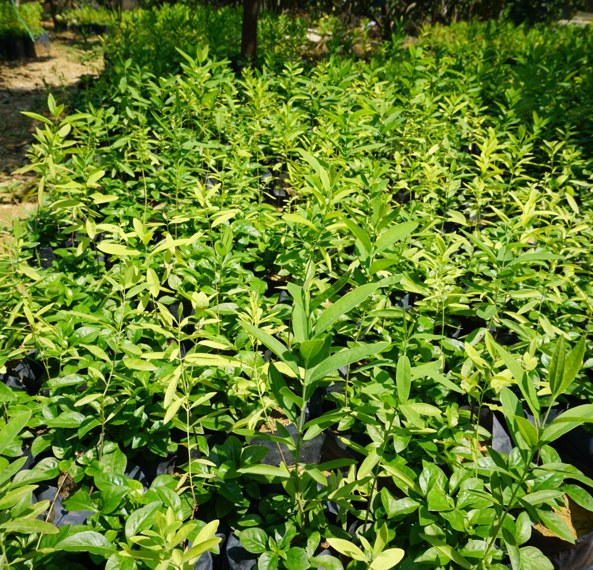 Cây giống đàn hương trắng ấn độ