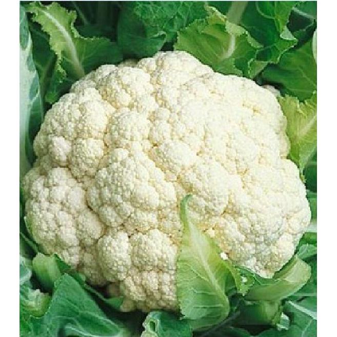 Hạt Giống Súp Lơ Trắng ,Bông Cải Trắng dể trồng f1- gói 0,2 Gram-tặng kèm gói phân bón lót