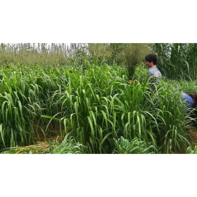 Hạt giống cỏ Mombasa ghine - cỏ sả lá lớn - cỏ chăn nuôi