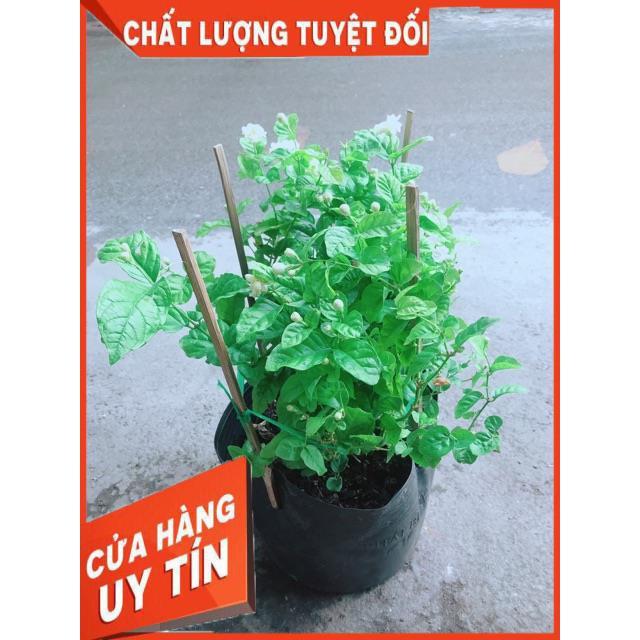 Hoa Nhài Thơm