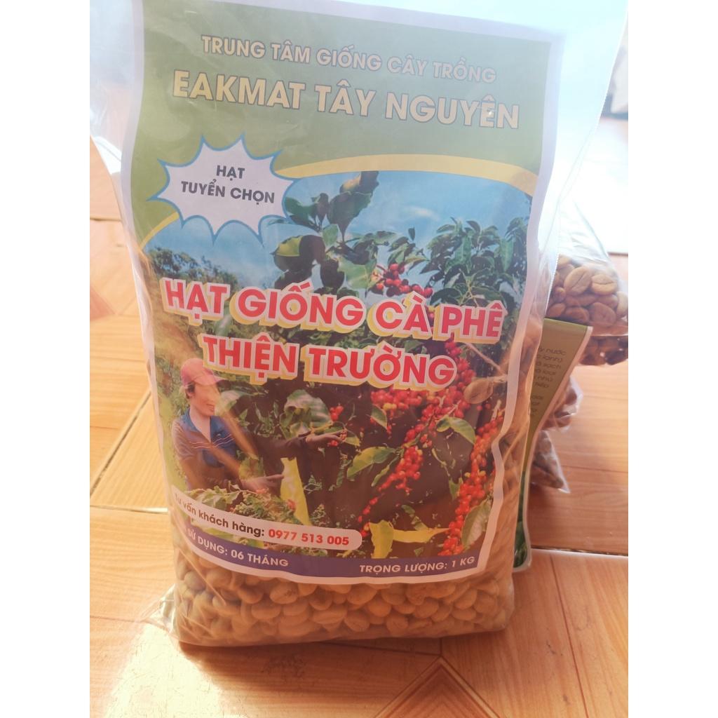 1 kg hạt giống cà phê Thiện Trường cao sản