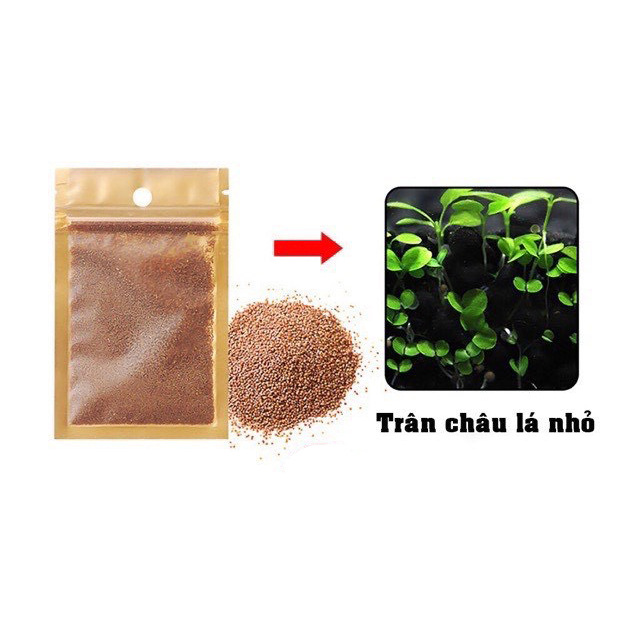 Hạt giống thủy sinh, cây thủy sinh (trân châu ngọc trai, ngưu mao chiên, cỏ tình yêu, cỏ may mắn)