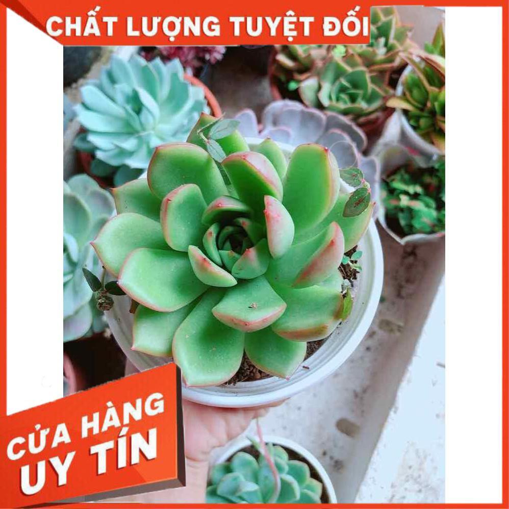 Chậu sen đá viền đỏ Nhiều Người Mua